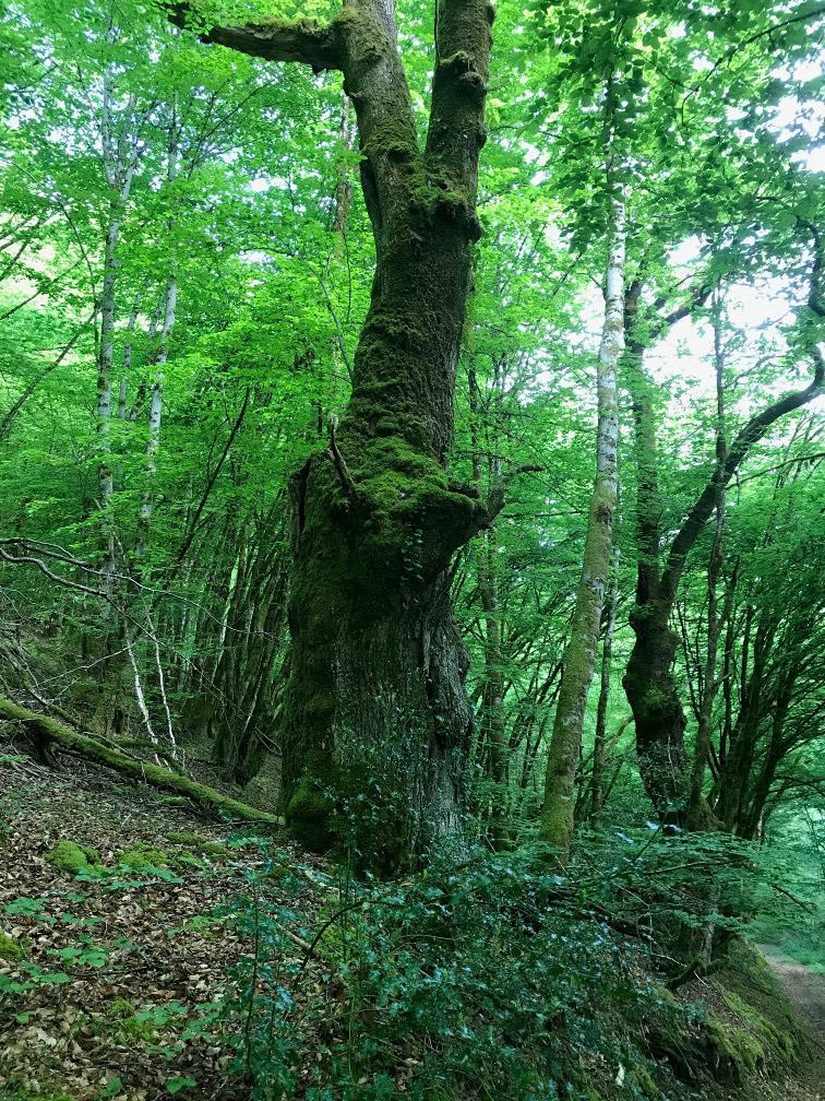 Grand arbre couvert de mousse dans la forêt de Messence, au printemps